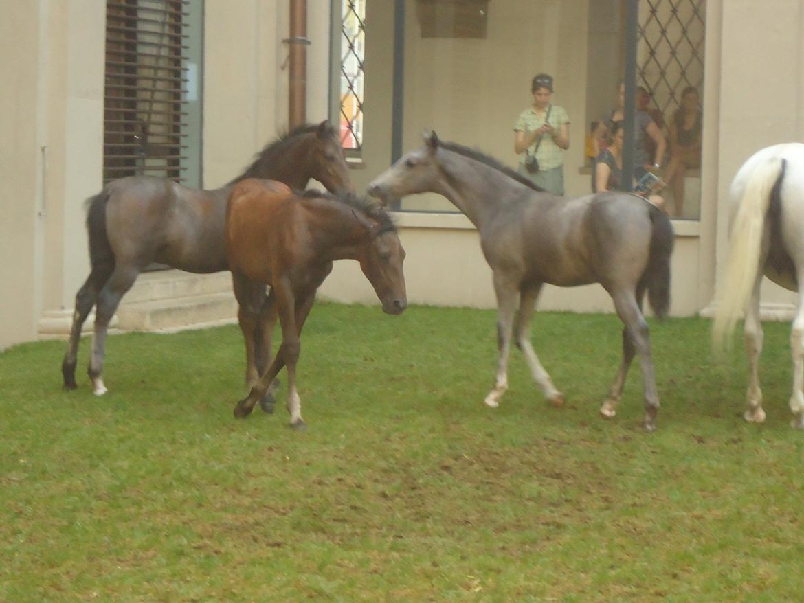 Den Spanske Rideskole i Wien billede 151