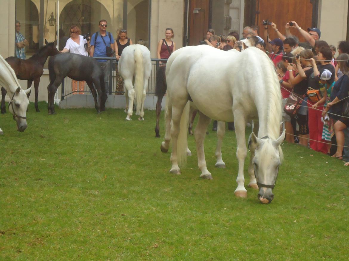 Den Spanske Rideskole i Wien billede 152