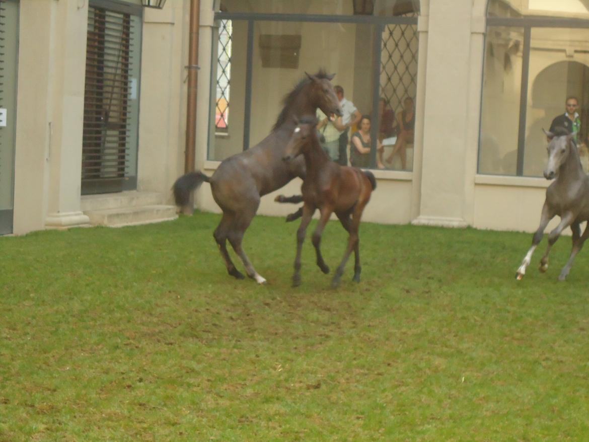 Den Spanske Rideskole i Wien billede 153