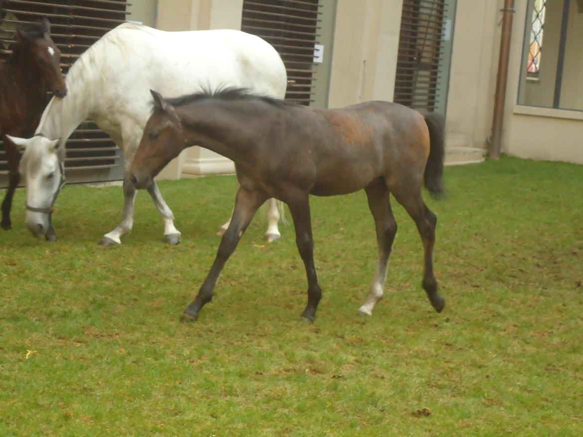 Den Spanske Rideskole i Wien billede 154