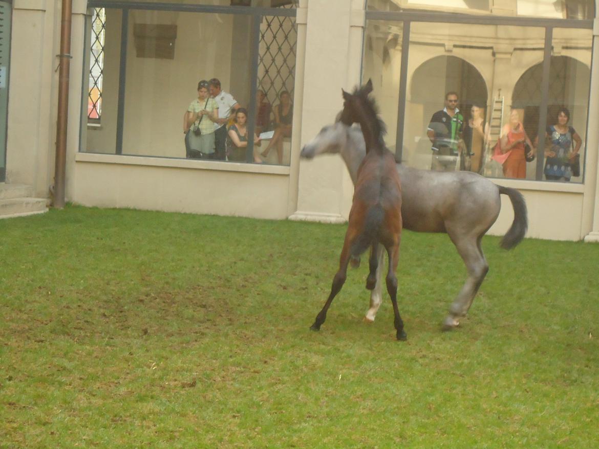 Den Spanske Rideskole i Wien billede 155