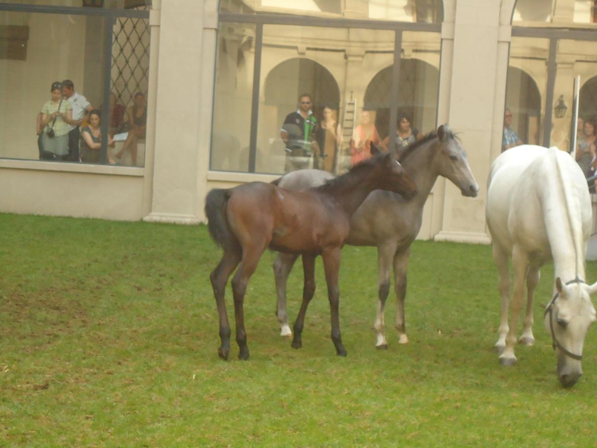 Den Spanske Rideskole i Wien billede 156