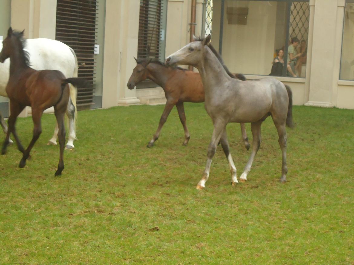 Den Spanske Rideskole i Wien billede 159