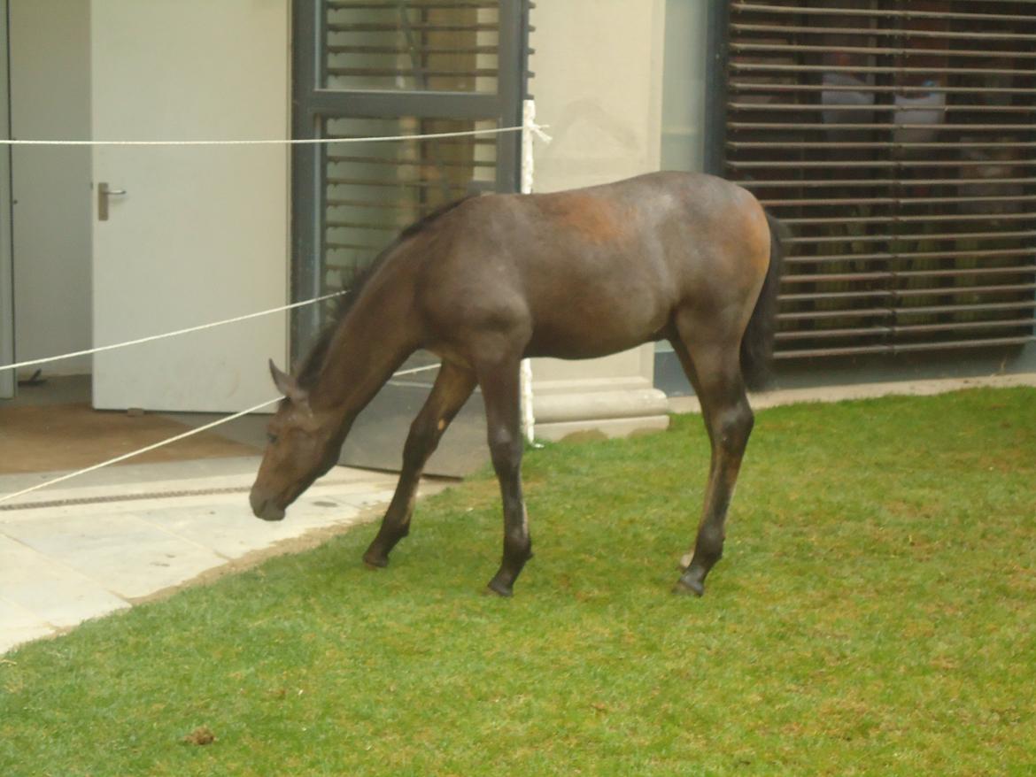 Den Spanske Rideskole i Wien billede 160