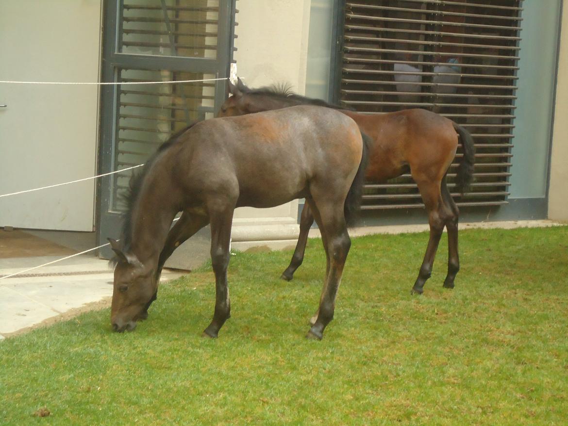 Den Spanske Rideskole i Wien billede 161