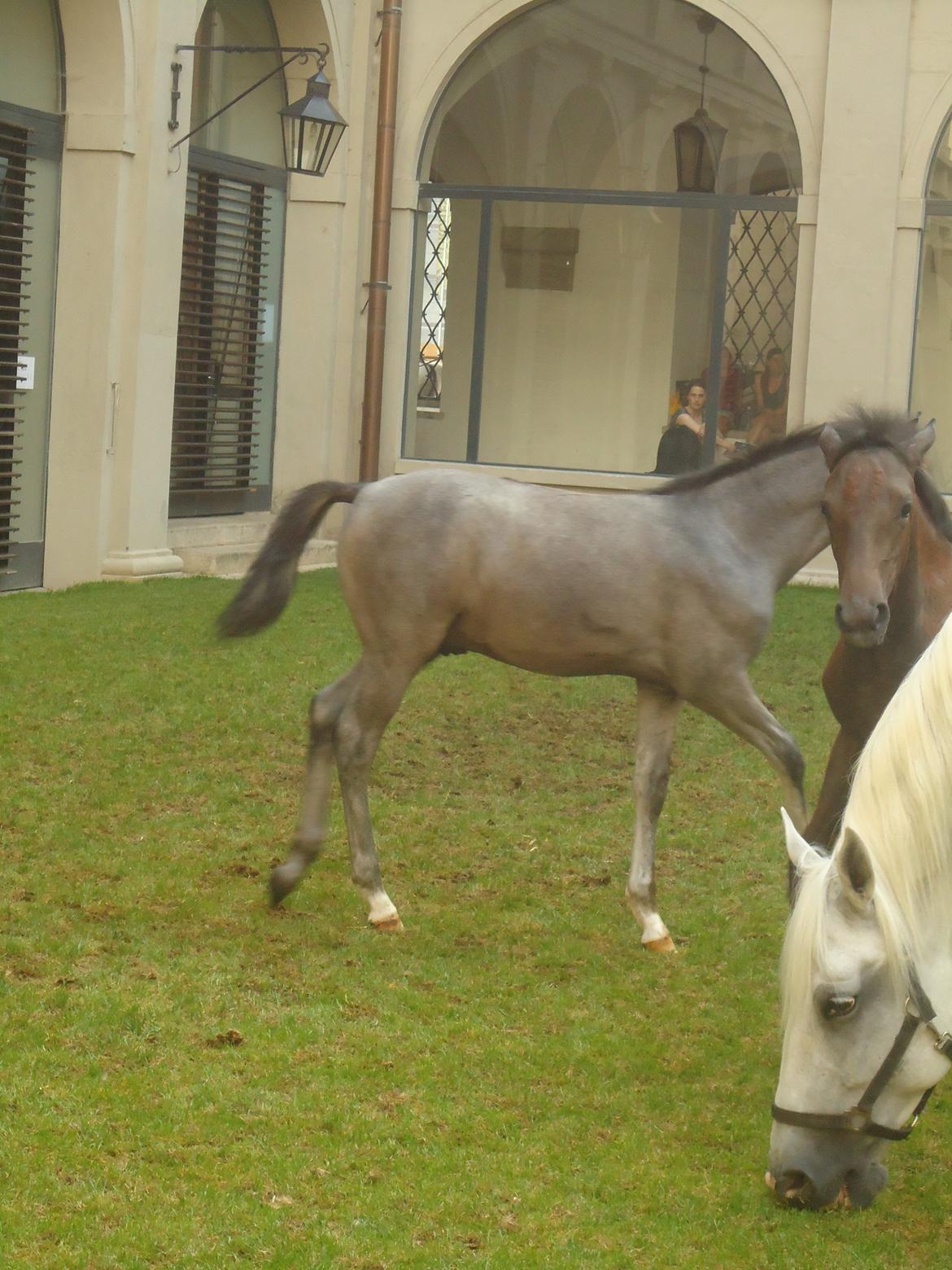 Den Spanske Rideskole i Wien billede 162