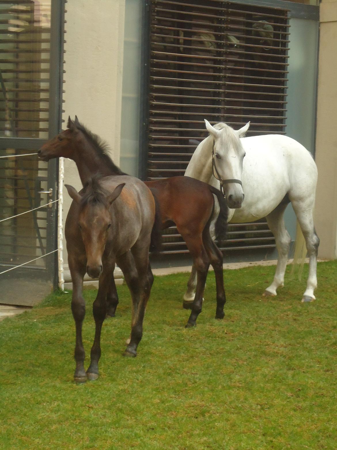 Den Spanske Rideskole i Wien billede 163