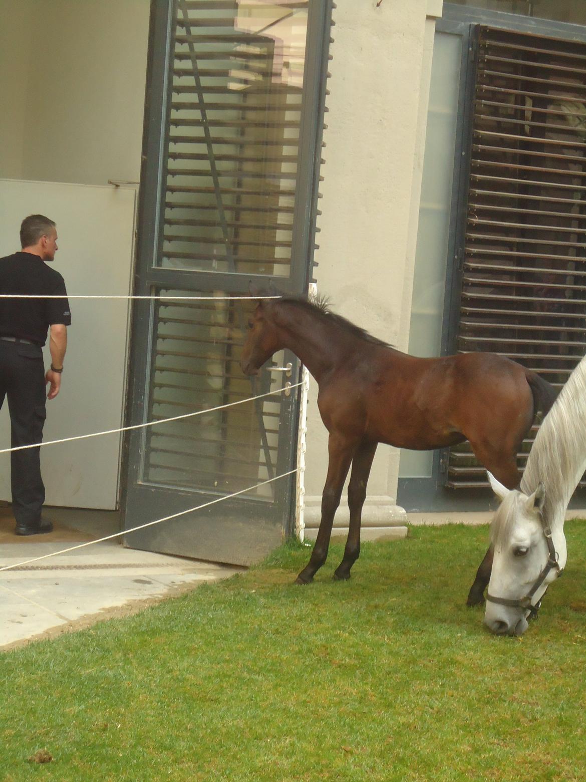 Den Spanske Rideskole i Wien billede 164