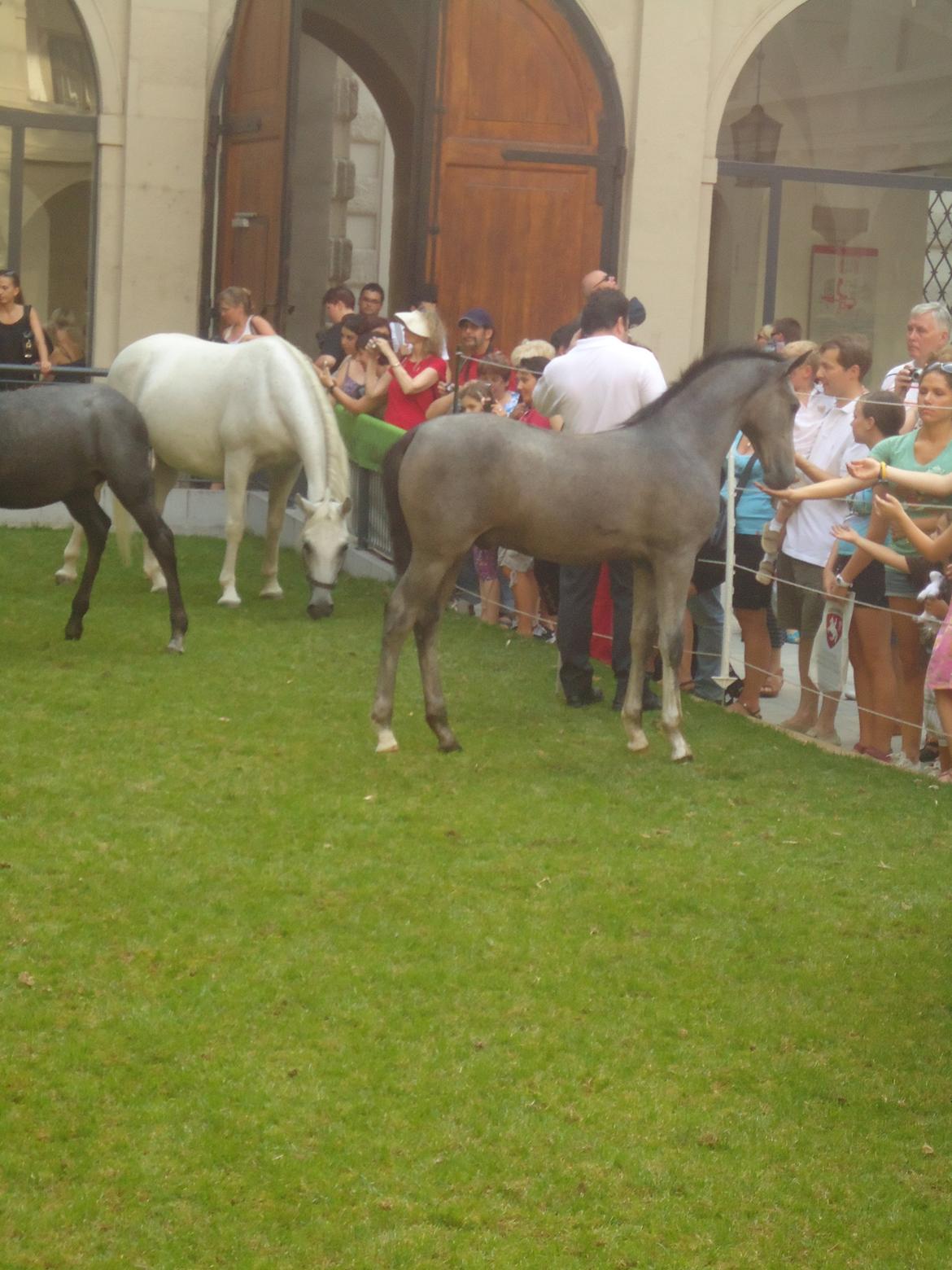 Den Spanske Rideskole i Wien billede 165