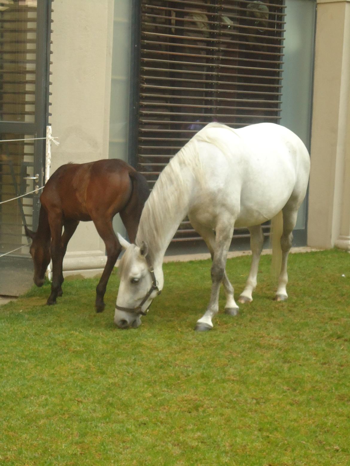 Den Spanske Rideskole i Wien billede 166