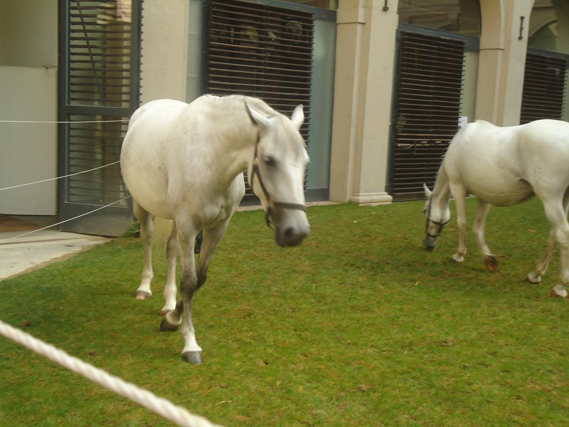Den Spanske Rideskole i Wien billede 167