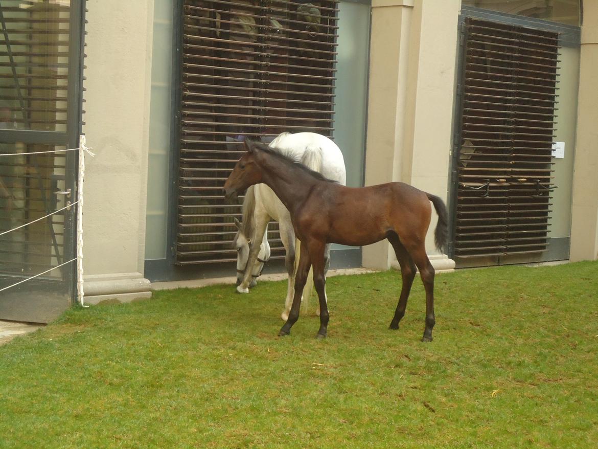 Den Spanske Rideskole i Wien billede 168