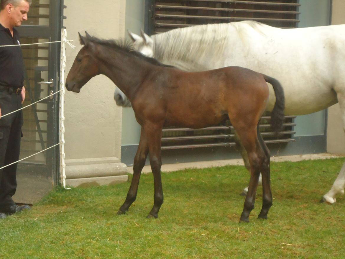 Den Spanske Rideskole i Wien billede 169