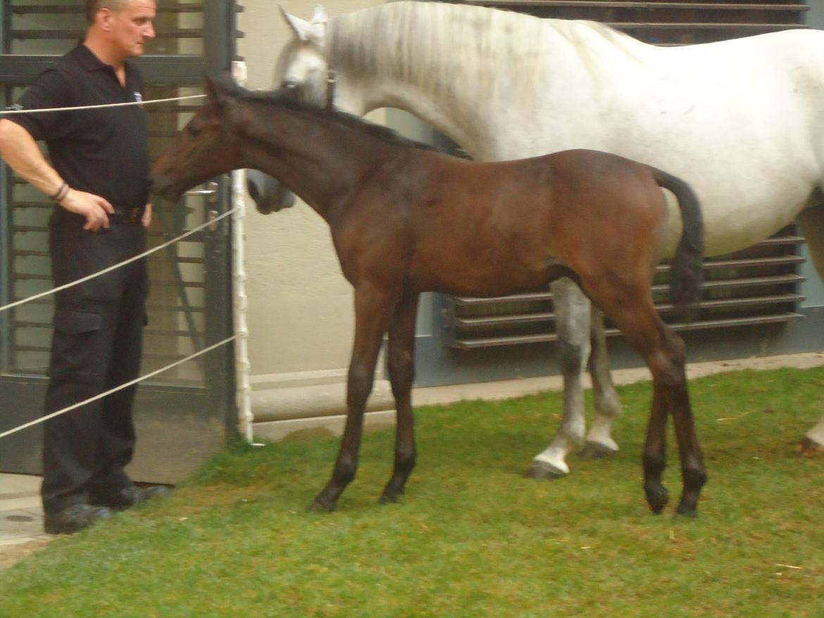 Den Spanske Rideskole i Wien billede 170