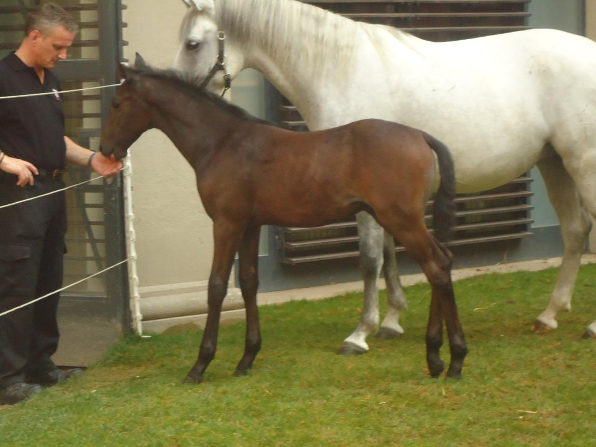 Den Spanske Rideskole i Wien billede 171