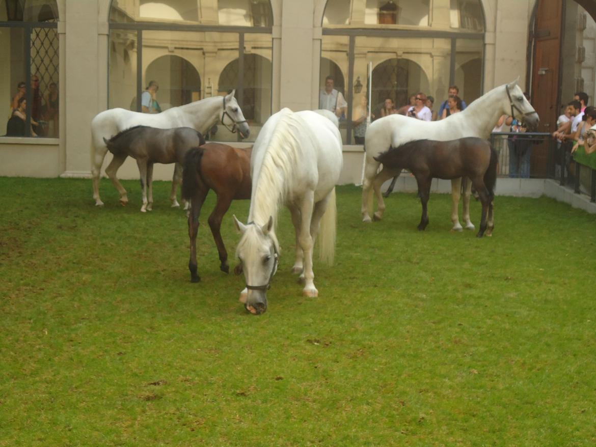 Den Spanske Rideskole i Wien - Så er der drikkepause billede 173