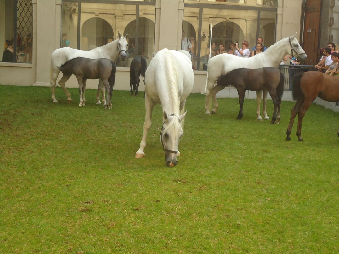 Den Spanske Rideskole i Wien billede 174