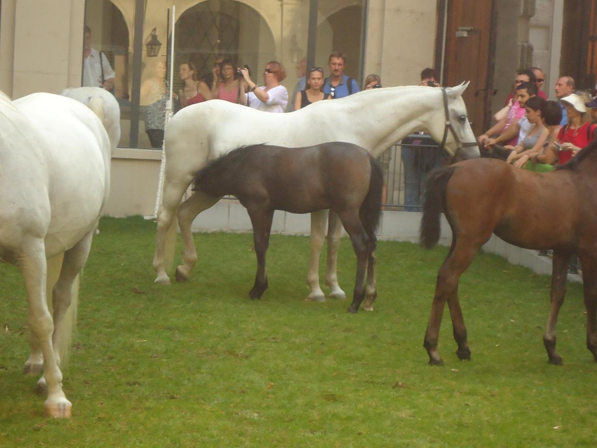 Den Spanske Rideskole i Wien billede 175