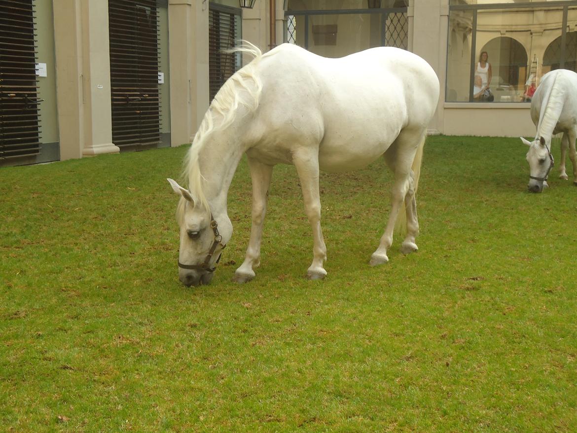 Den Spanske Rideskole i Wien billede 176