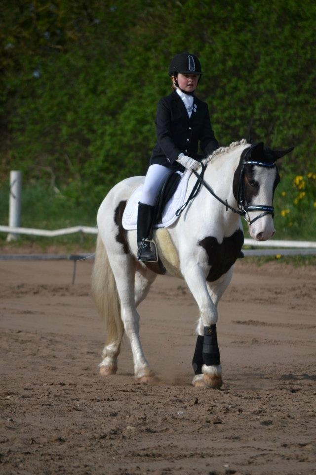 Wikking - Wikki og jeg til stævne i Spjald. Vi fik en 5.plads i Ld2 ( de første 4 placeringer gik til voksne ryttere med egen hest) billede 1