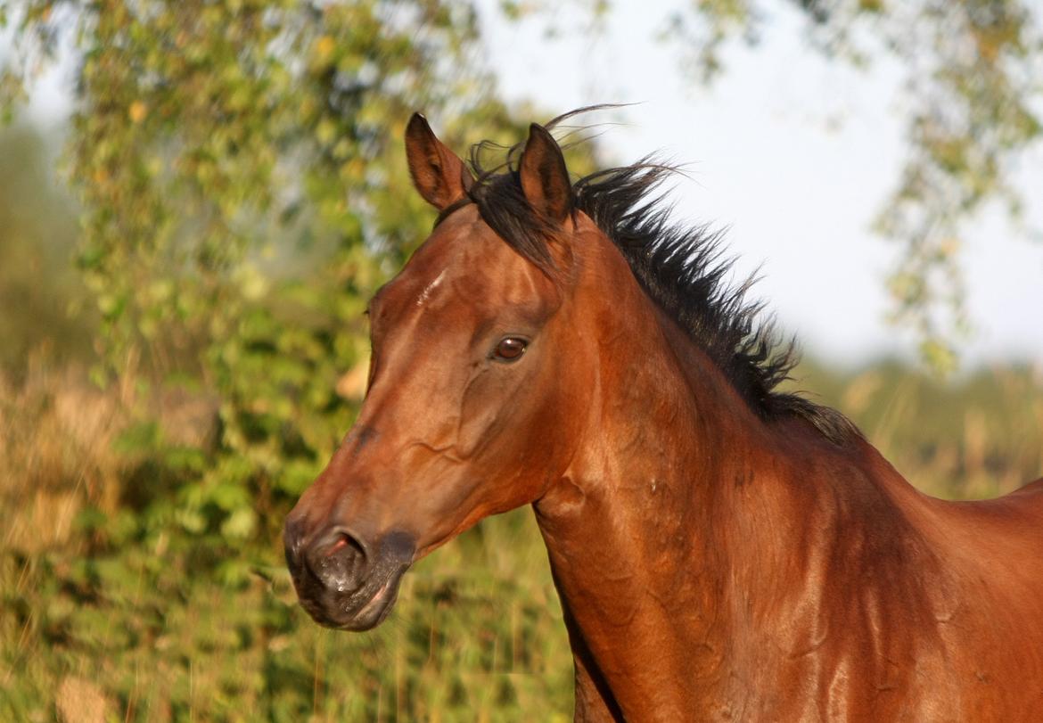 Sommer og sol billede 15