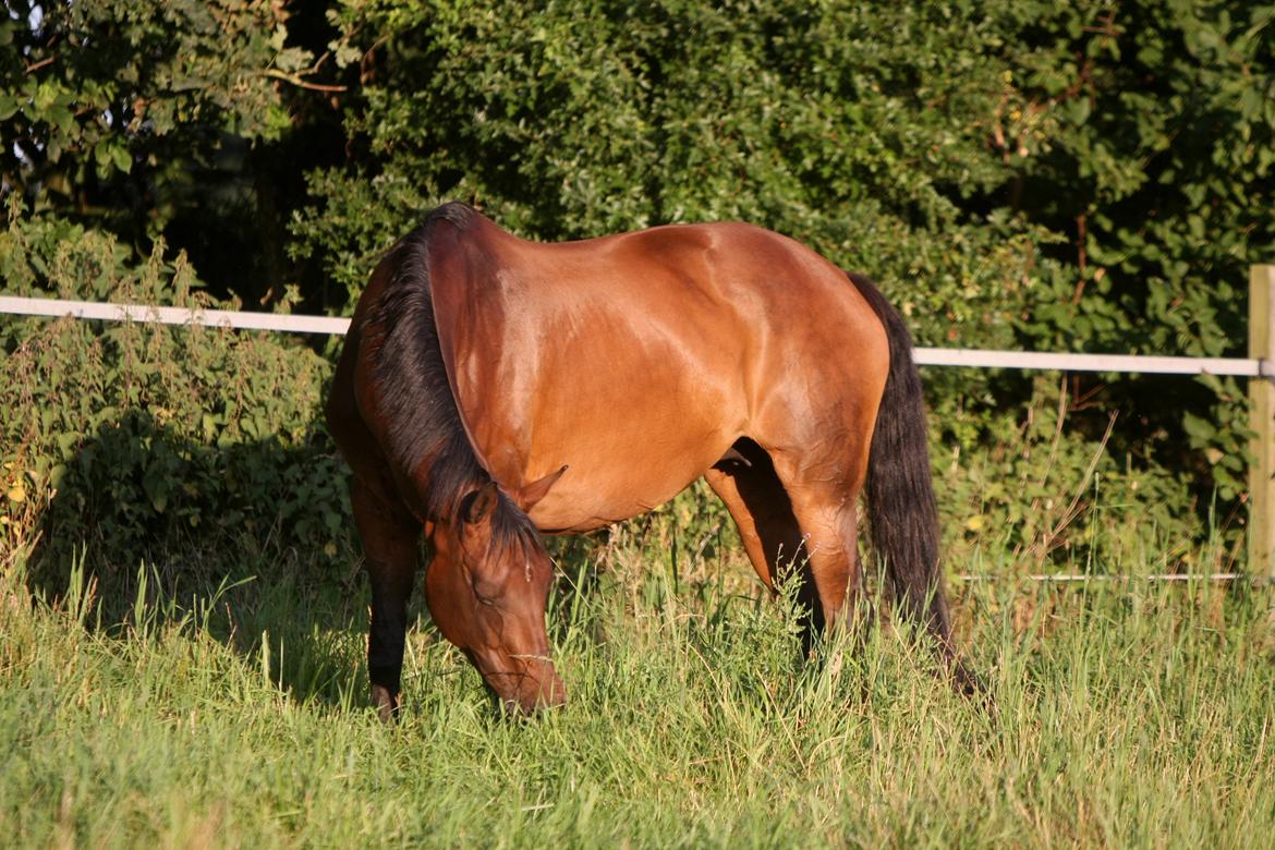 Sommer og sol billede 16