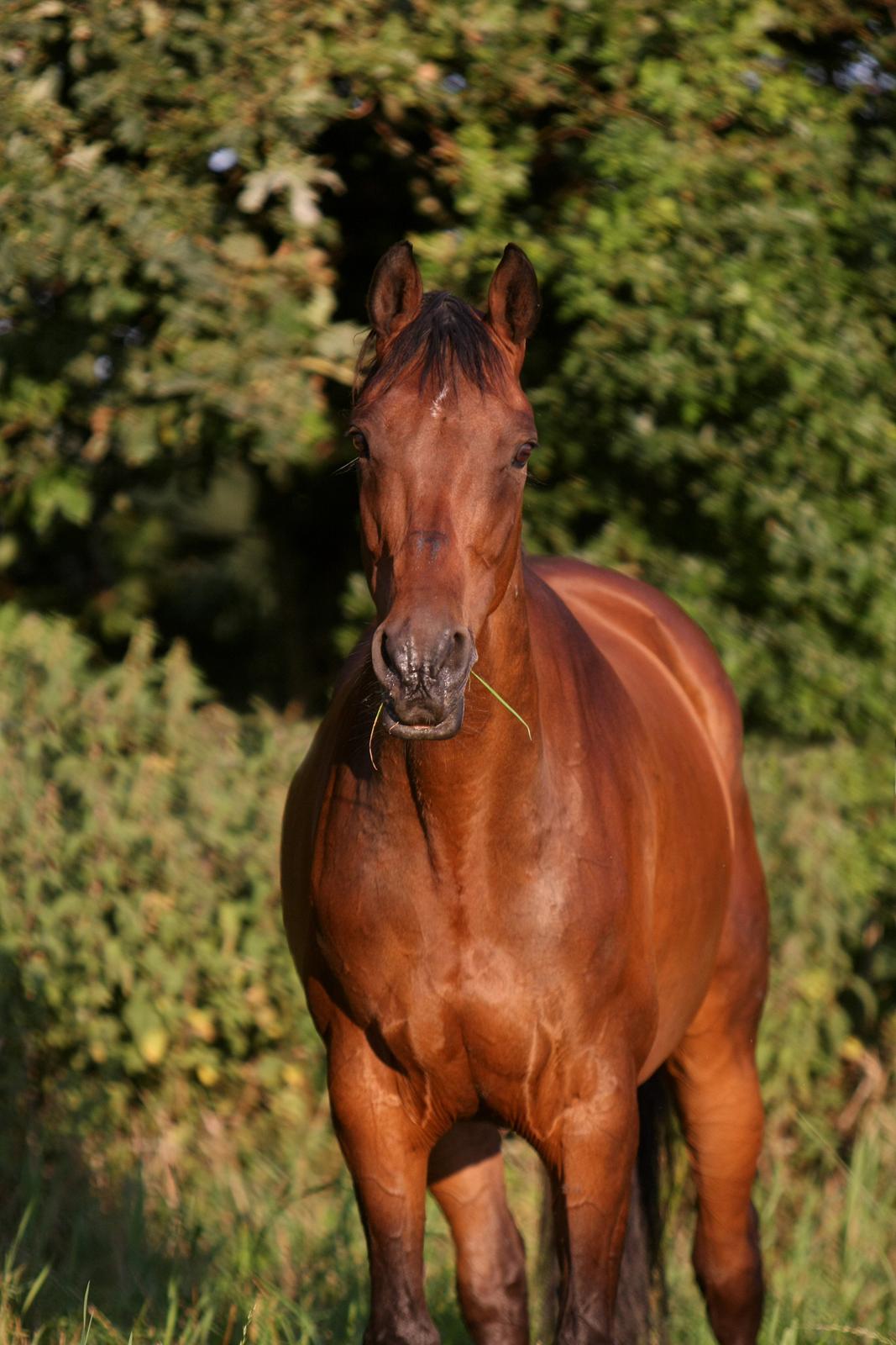 Sommer og sol billede 17