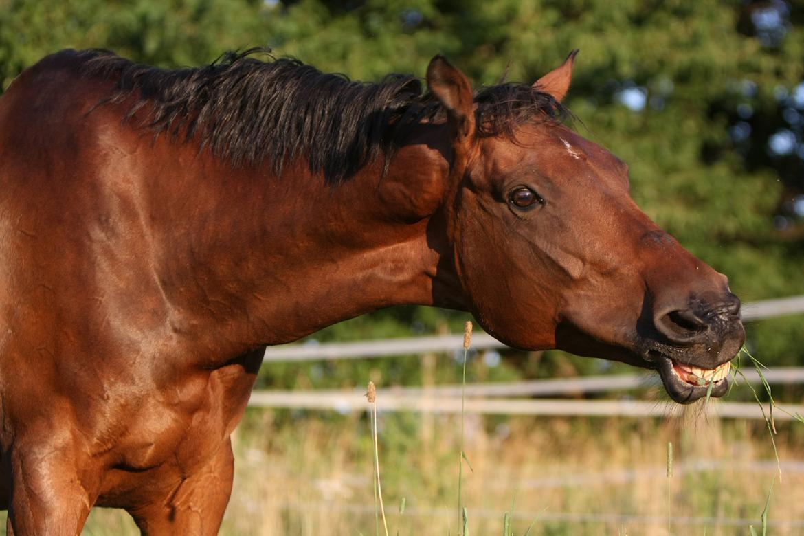 Sommer og sol billede 18