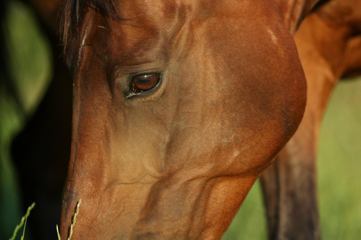 Sommer og sol billede 19