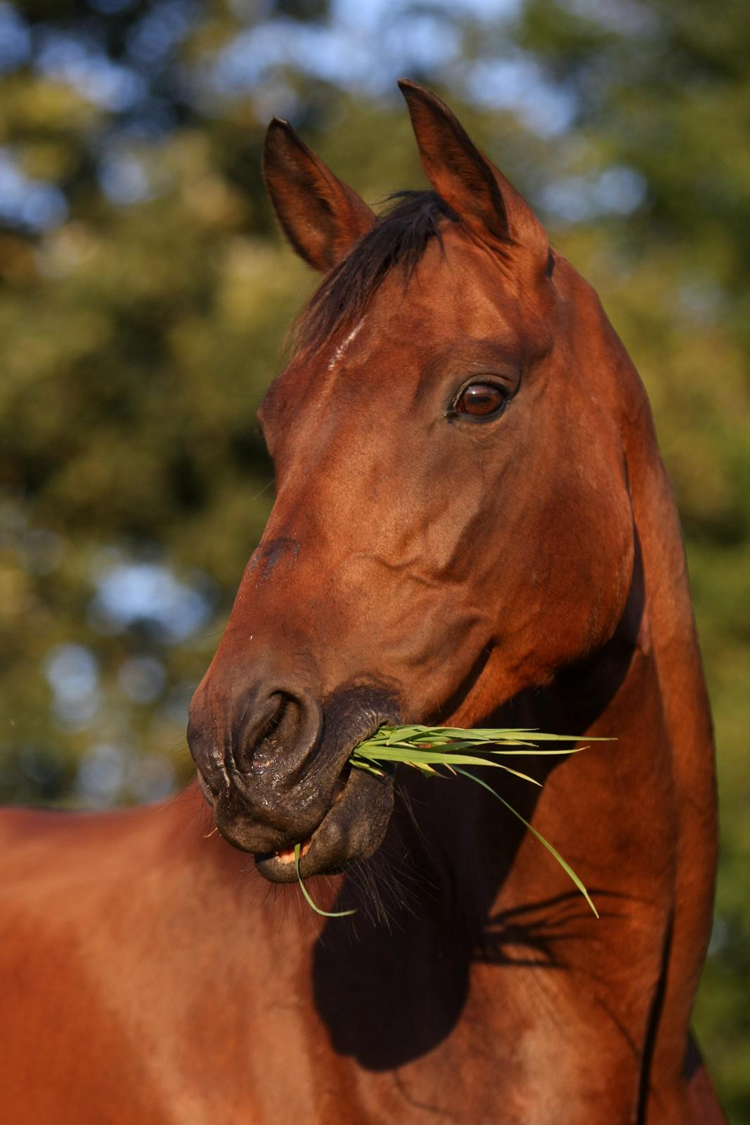 Sommer og sol billede 20