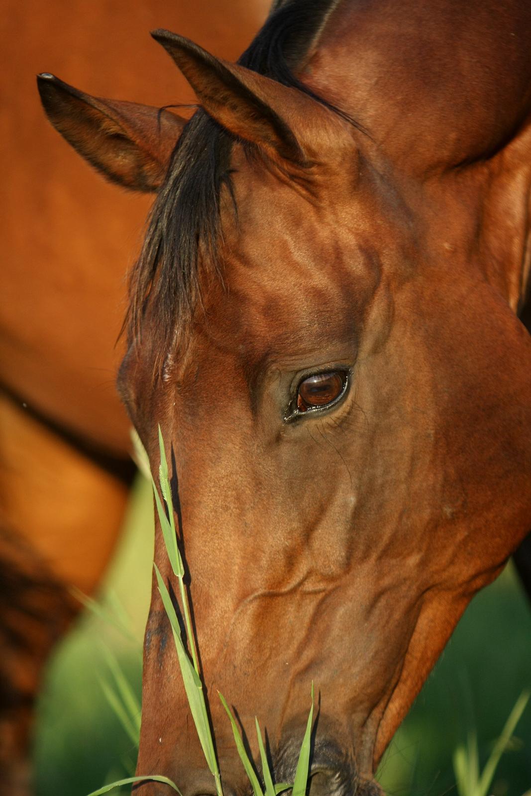 Sommer og sol billede 21
