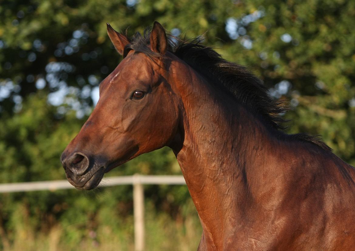 Sommer og sol billede 22