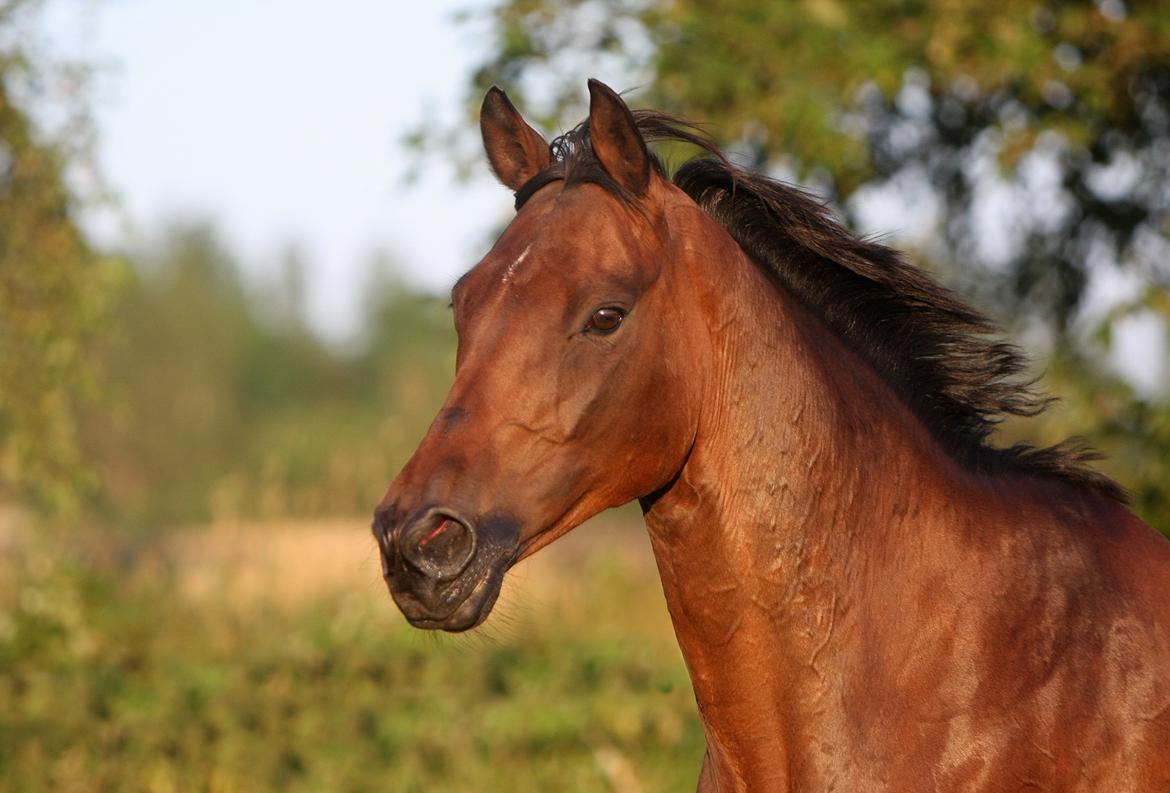 Sommer og sol billede 1