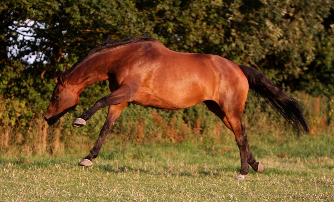 Sommer og sol billede 23