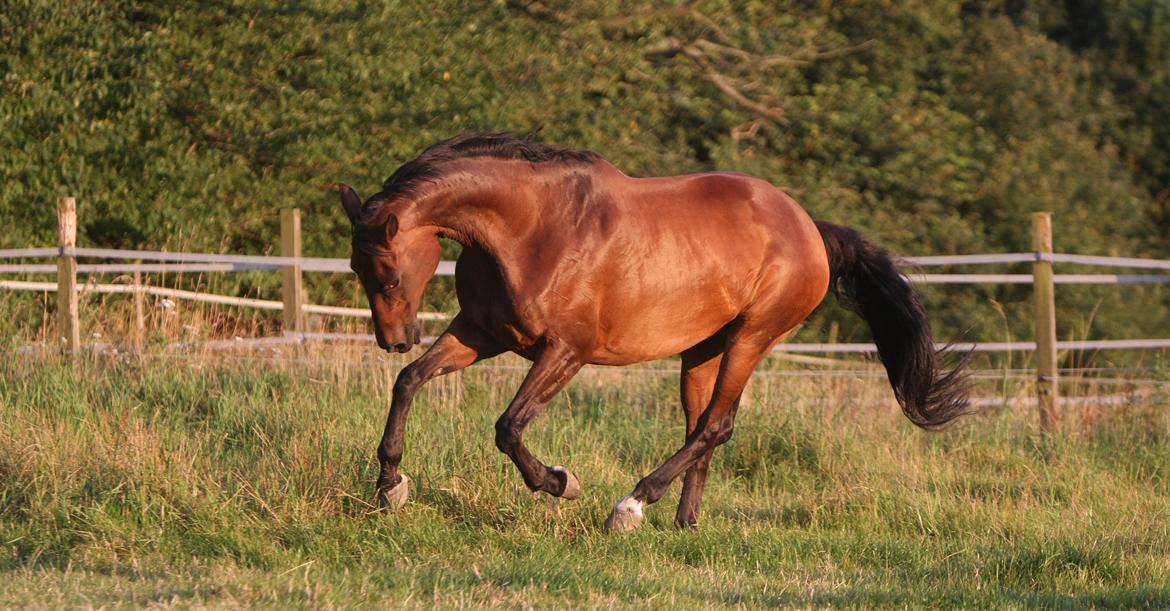 Sommer og sol billede 24