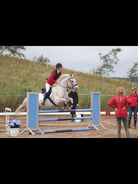 LD - Højfyns Rideklub aug. 2012 billede 2