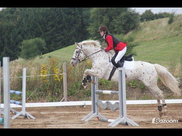 LD - Højfyns Rideklub aug. 2012 billede 3