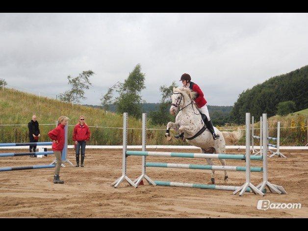 LD - Højfyns Rideklub aug. 2012 billede 9