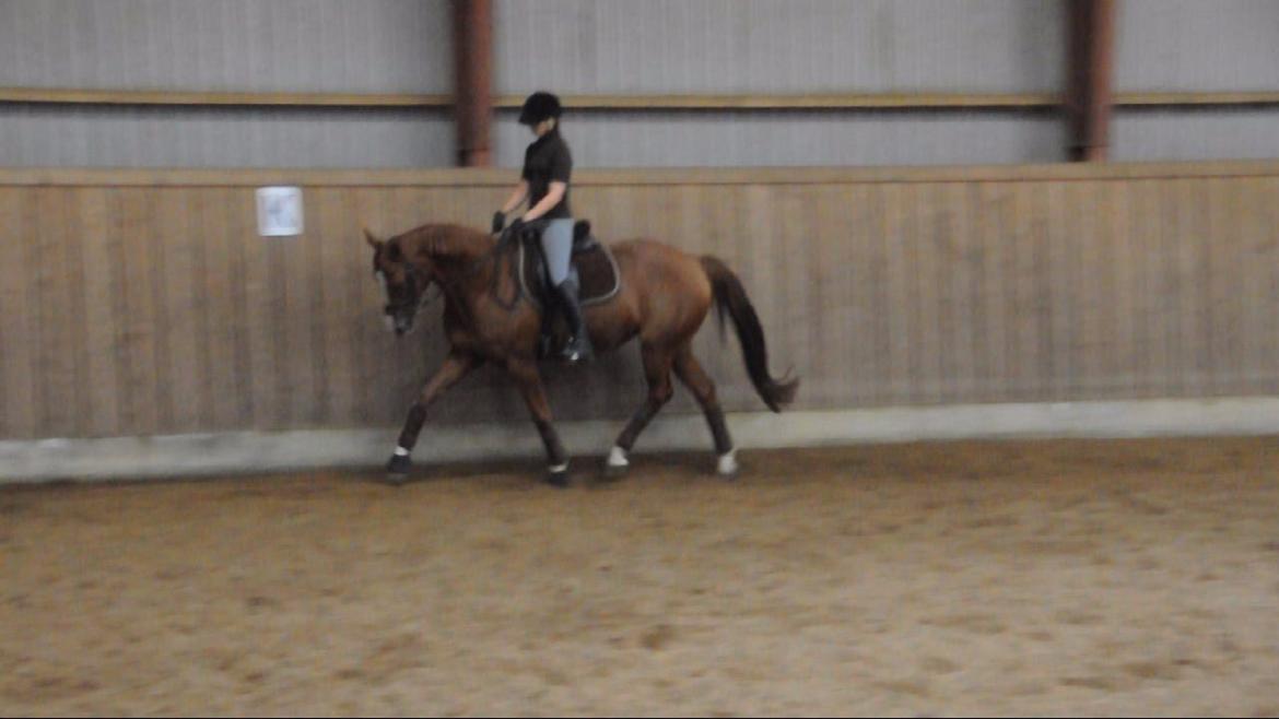 Dressurundervisning v. Michael Grønne! billede 1