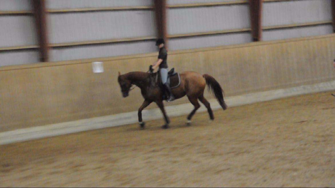Dressurundervisning v. Michael Grønne! billede 2
