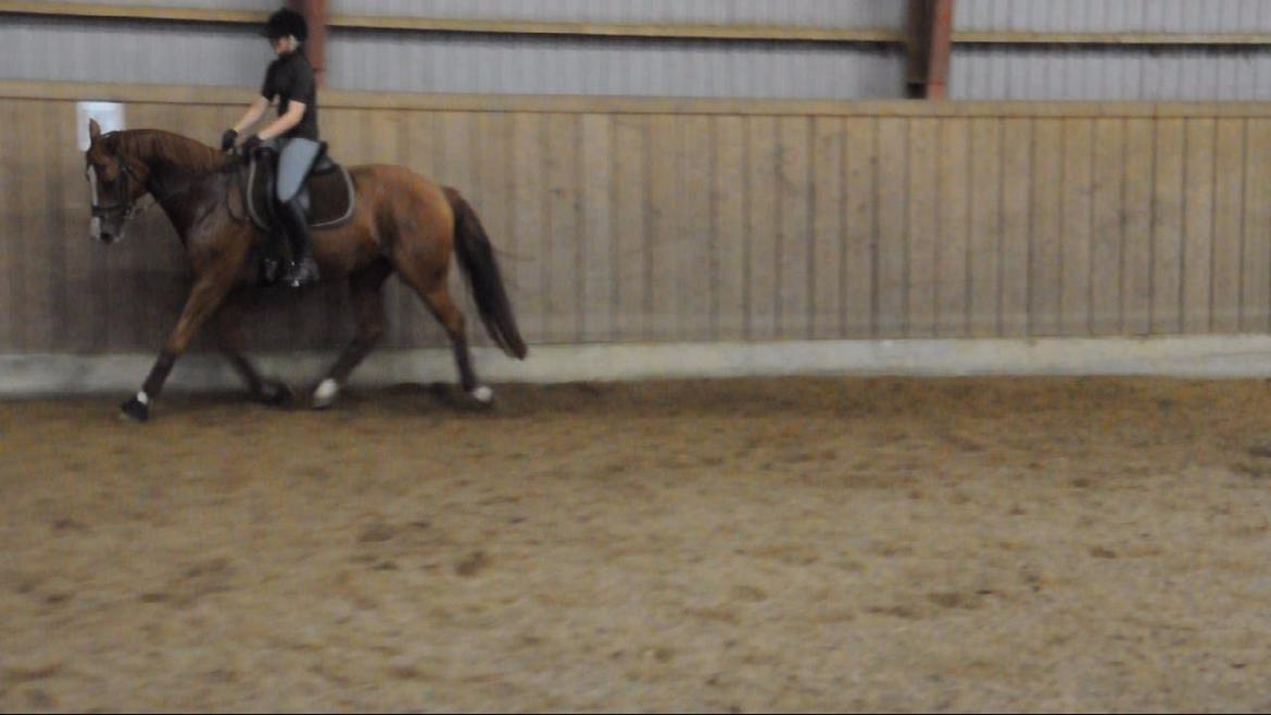 Dressurundervisning v. Michael Grønne! billede 3
