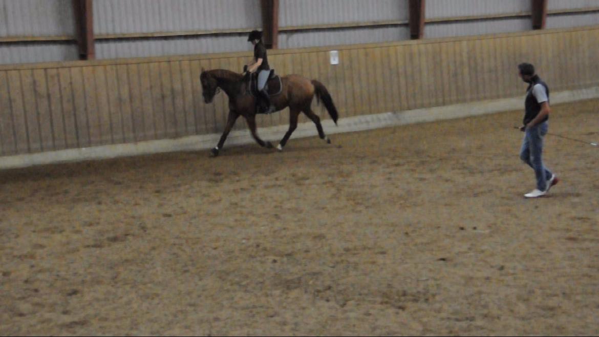 Dressurundervisning v. Michael Grønne! billede 4