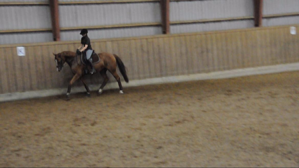 Dressurundervisning v. Michael Grønne! billede 5