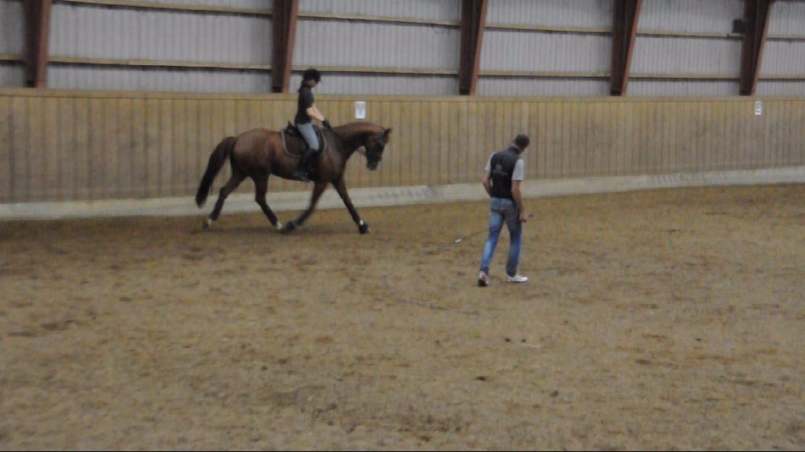 Dressurundervisning v. Michael Grønne! billede 6