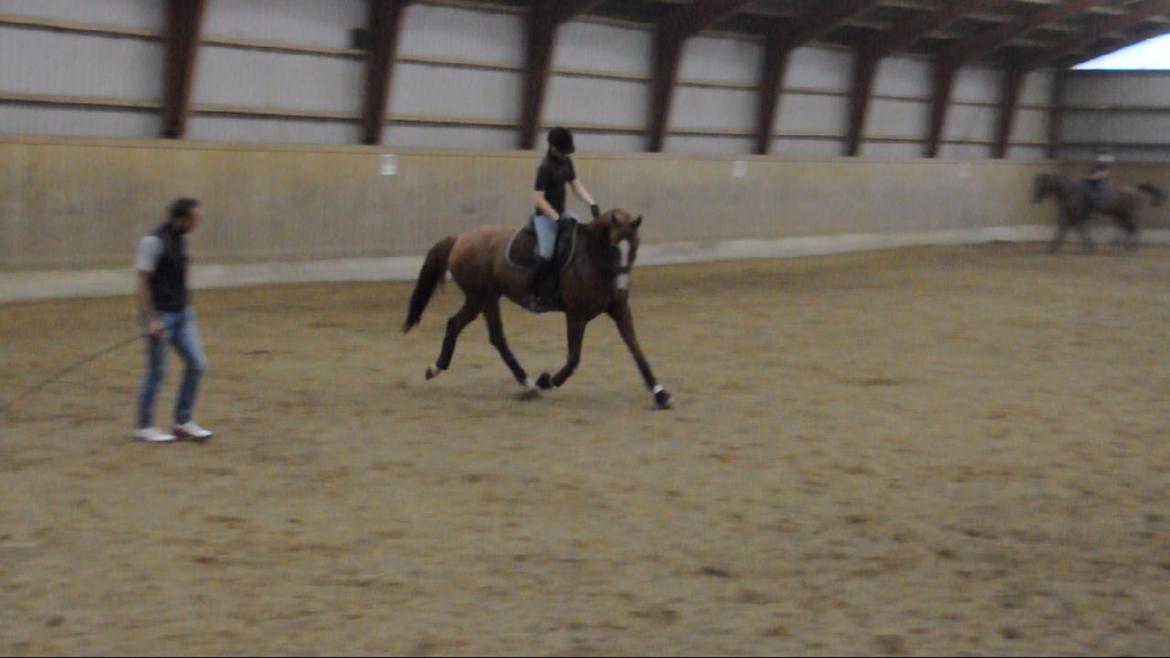 Dressurundervisning v. Michael Grønne! billede 7