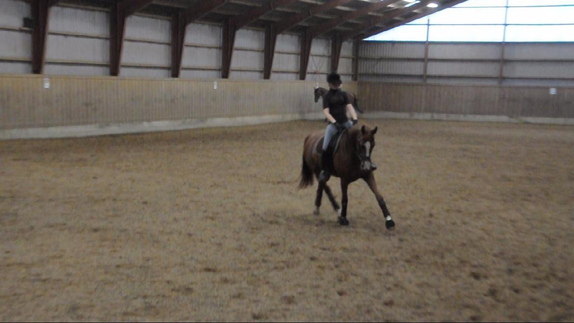 Dressurundervisning v. Michael Grønne! billede 8