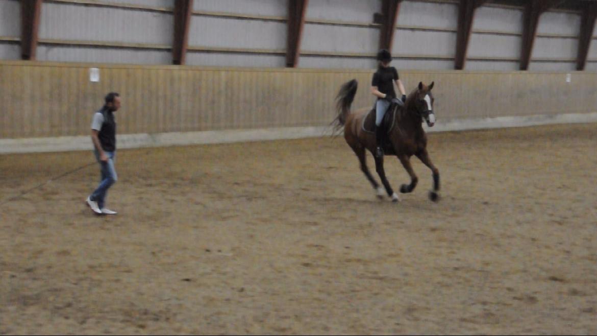 Dressurundervisning v. Michael Grønne! billede 9