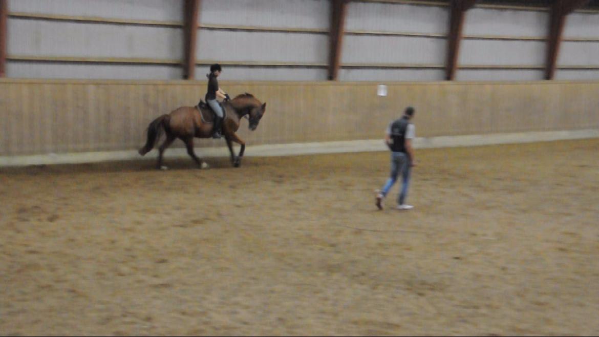 Dressurundervisning v. Michael Grønne! billede 10