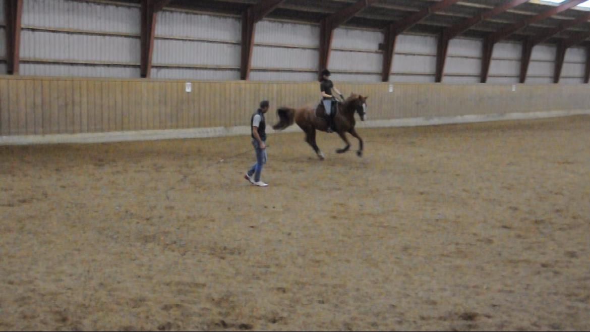 Dressurundervisning v. Michael Grønne! billede 11