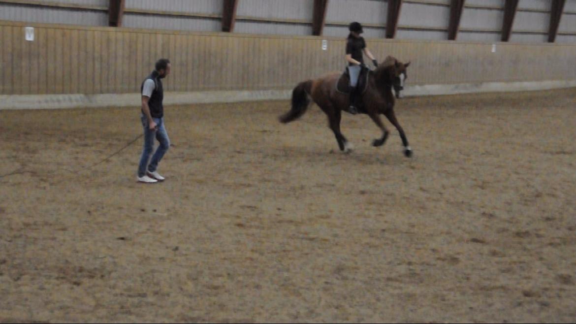 Dressurundervisning v. Michael Grønne! billede 12